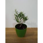 Drzewko oliwkowe Bonsai 1