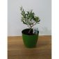 Drzewko oliwkowe Bonsai