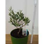 Drzewko oliwkowe Bonsai 3